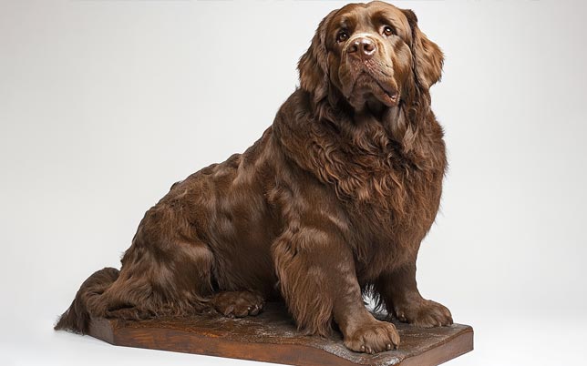Newfoundland Dog in Art